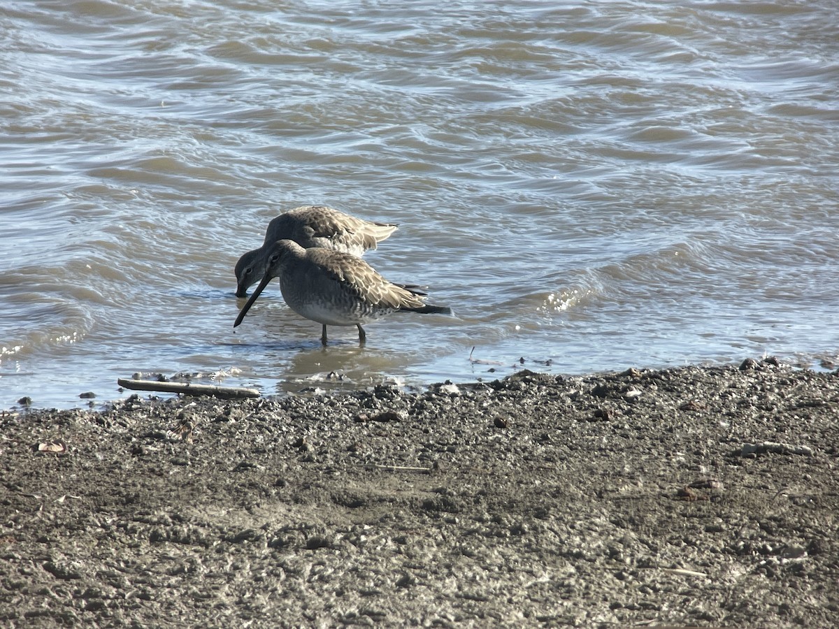 Неголь довгодзьобий - ML645982770