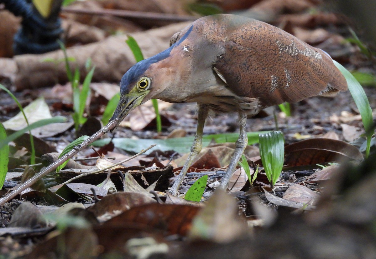 Квак малазійський - ML645982771