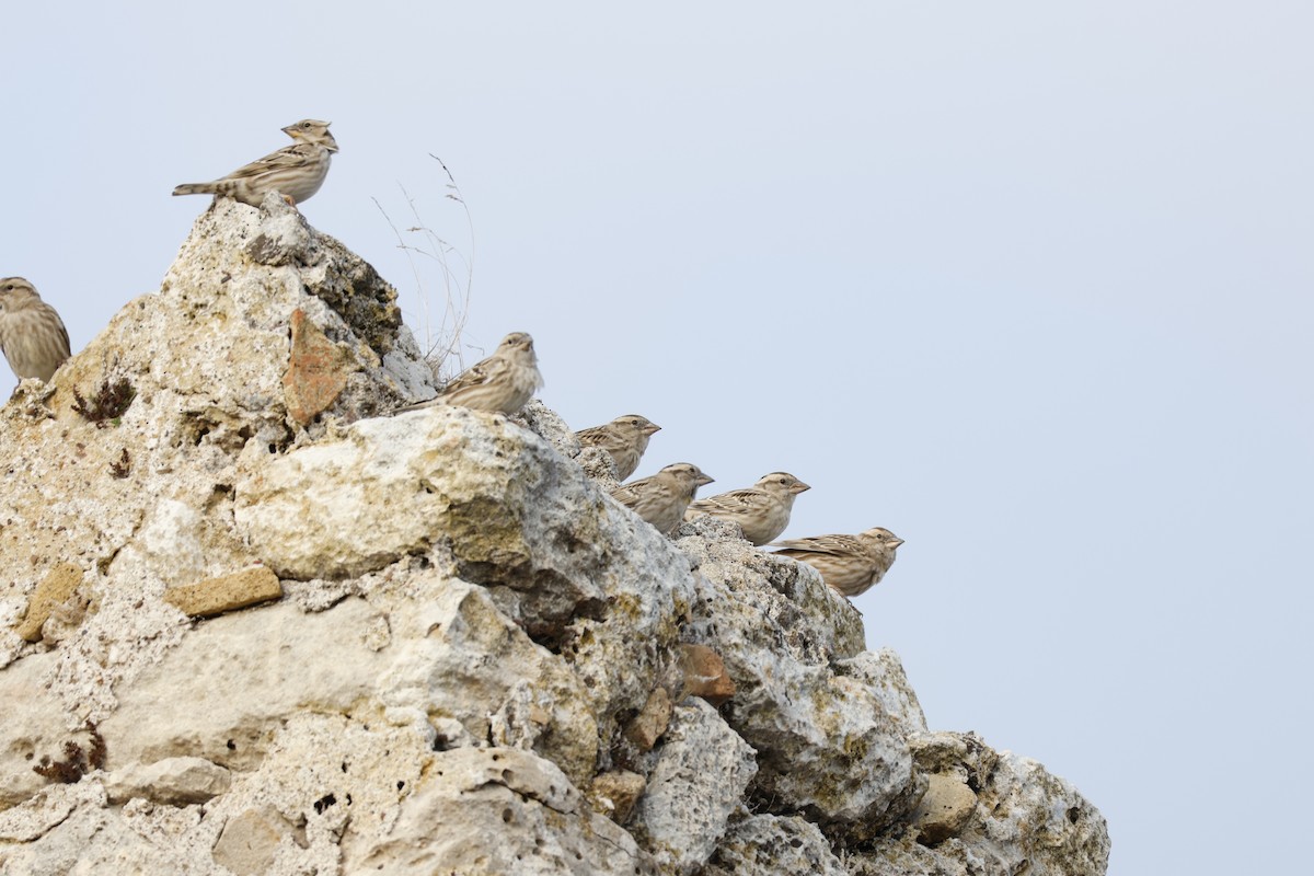 Горобець скельний - ML645982772