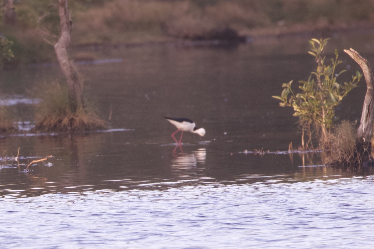 Кулик-довгоніг строкатий - ML645982773