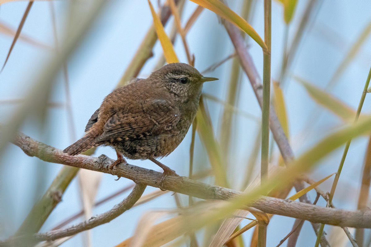 Волове очко - ML645982774