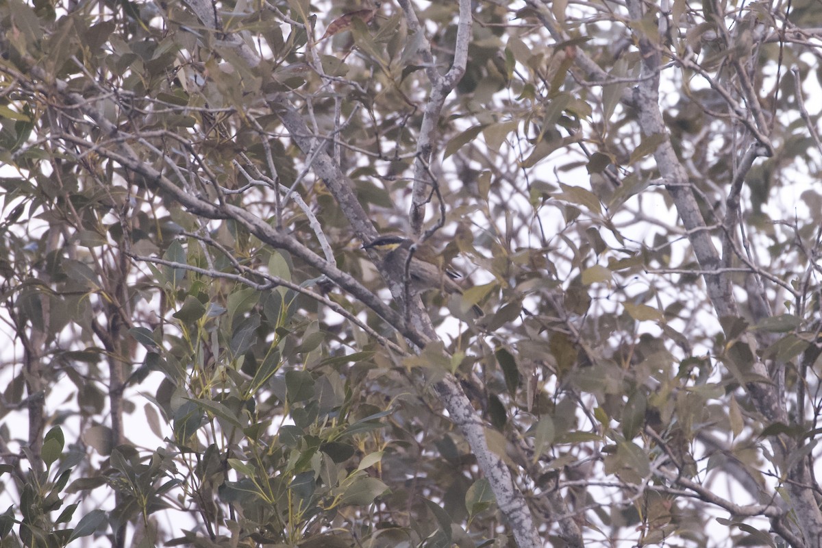 Медник мангровий - ML645982775