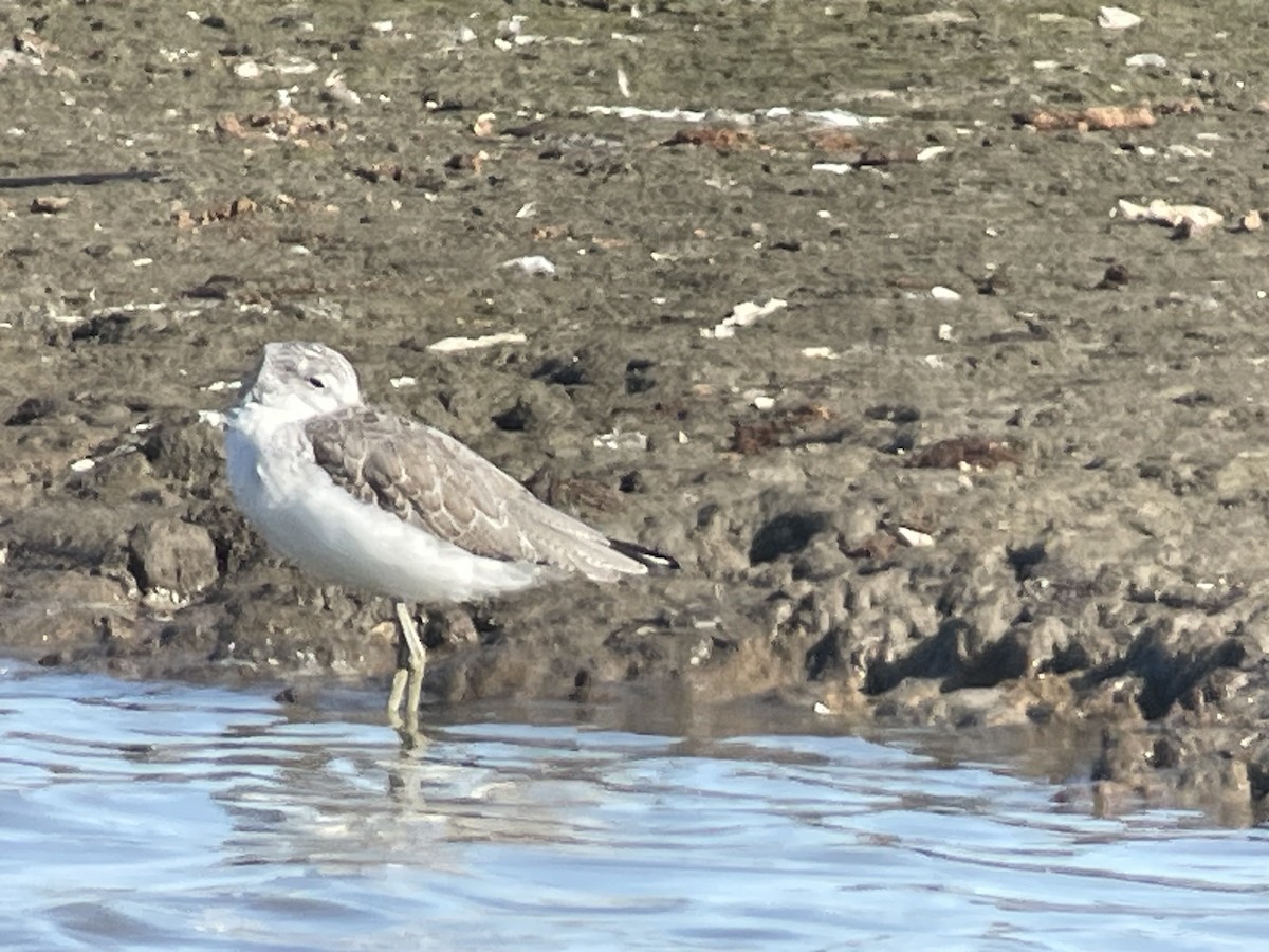 Коловодник великий - ML645982776