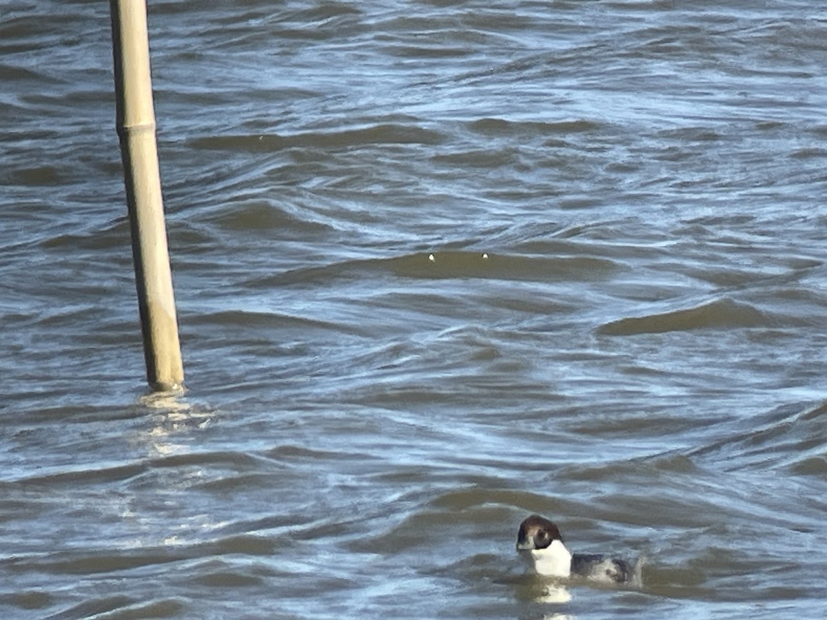 Крех малий - ML645982777