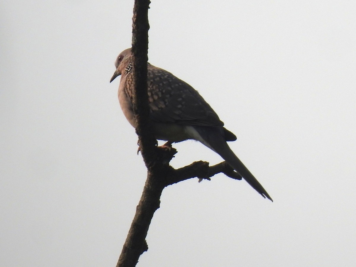 Горлиця китайська - ML645982778