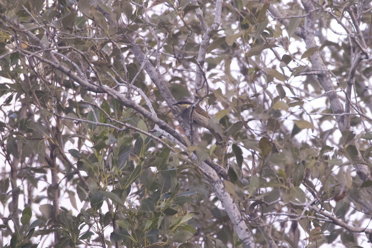 Медник мангровий - ML645982779