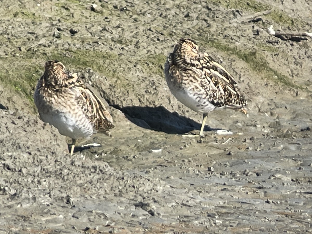 Баранець звичайний - ML645982781