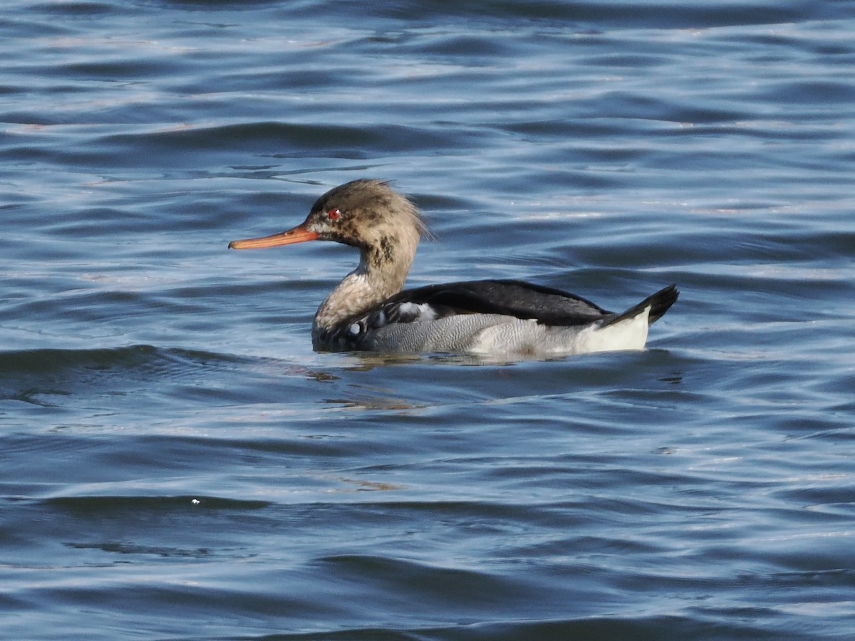 Крех середній - ML645982783