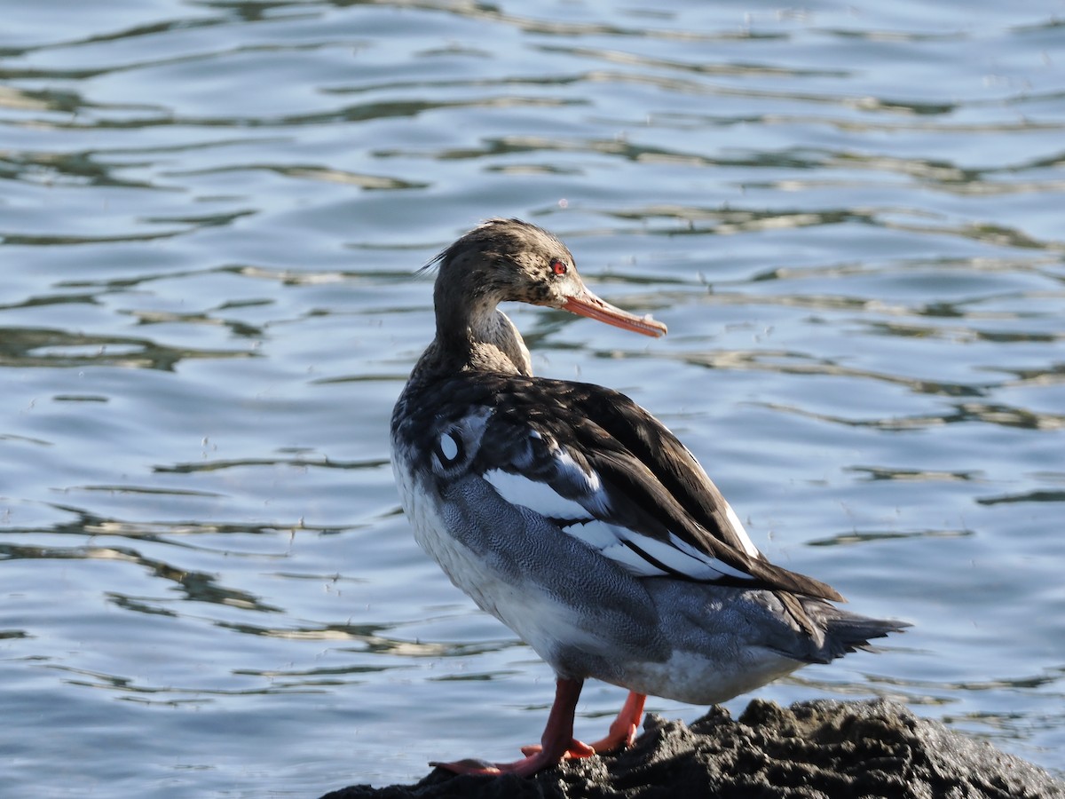 Крех середній - ML645982784
