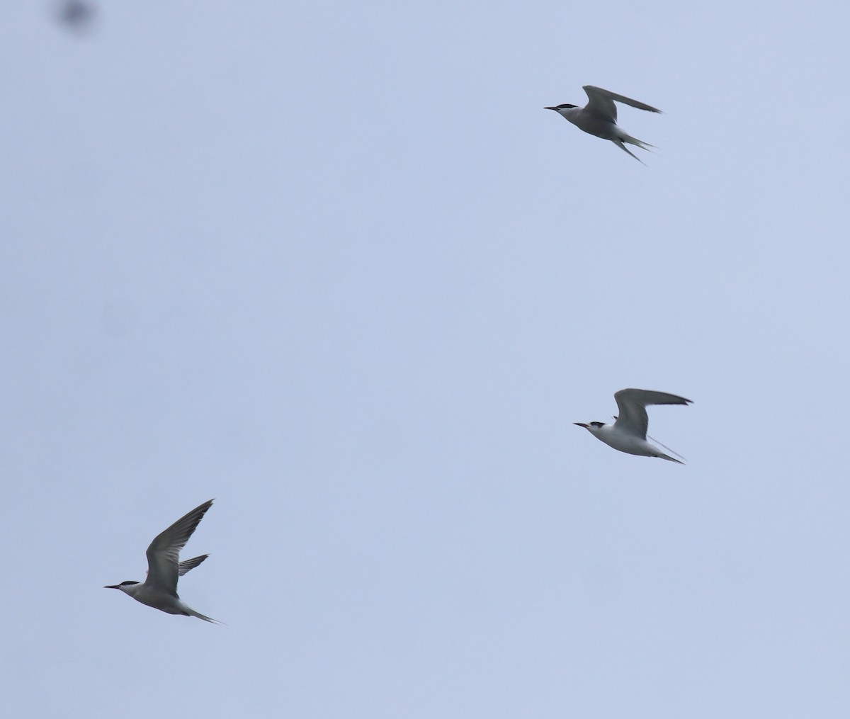 Крячок річковий - ML645982785