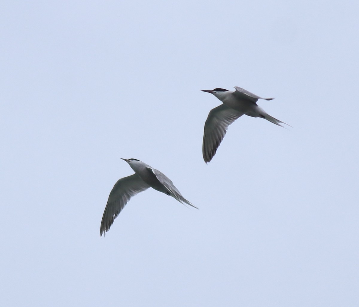 Крячок річковий - ML645982786