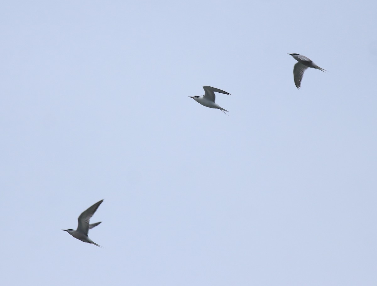 Крячок річковий - ML645982787