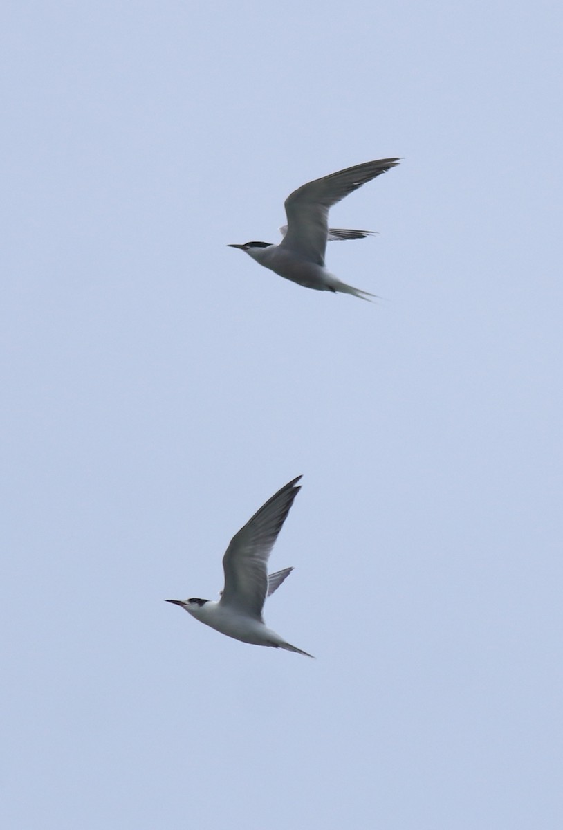 Крячок річковий - ML645982788