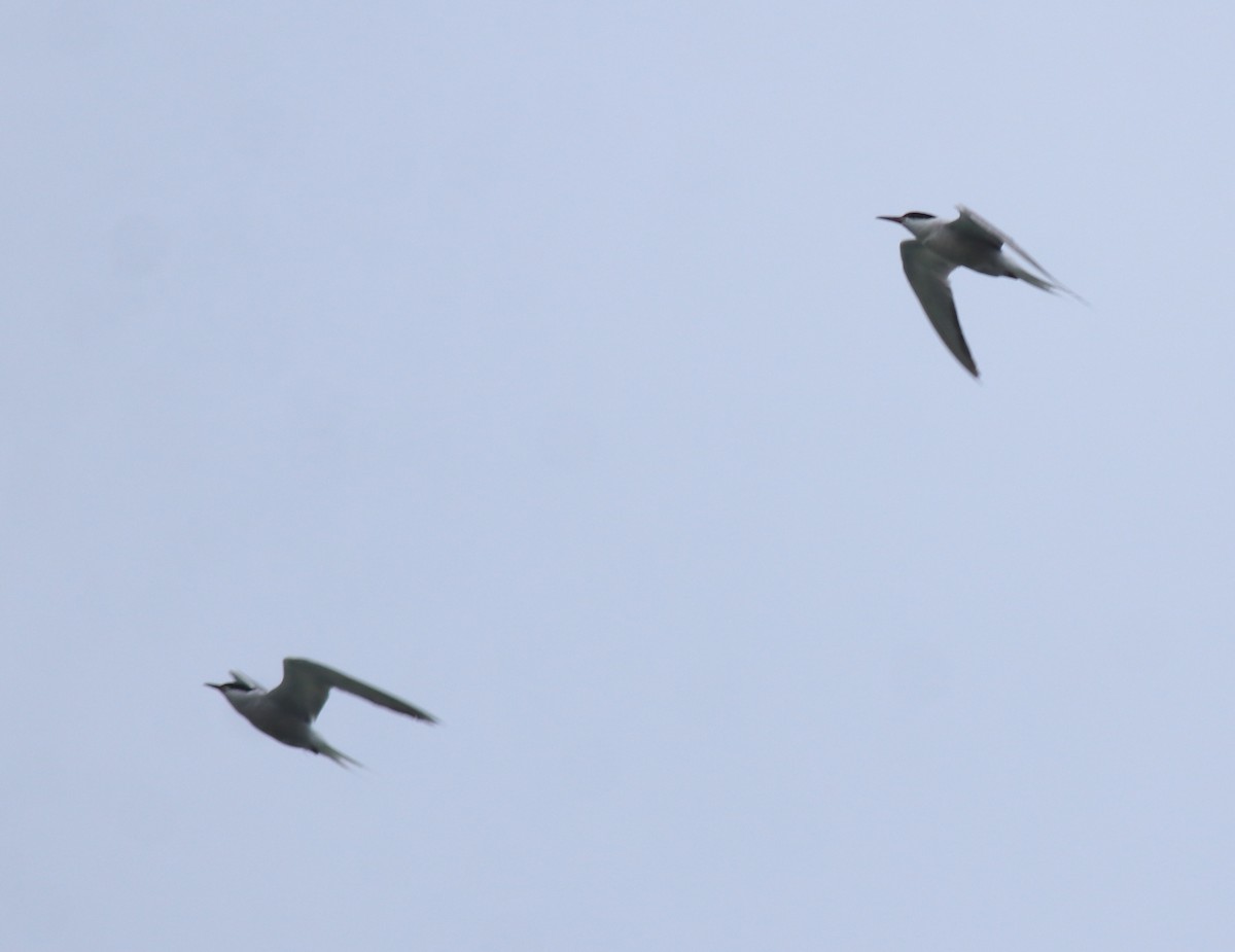 Крячок річковий - ML645982789