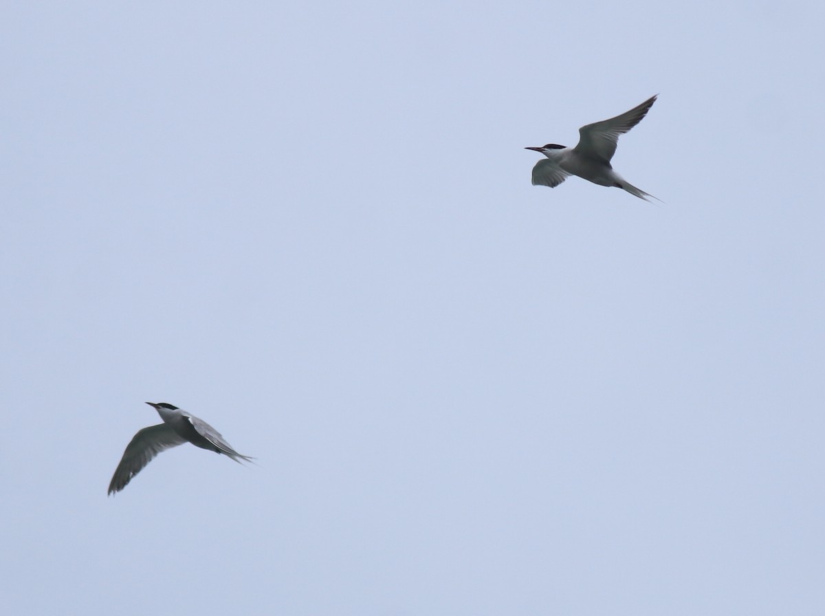 Крячок річковий - ML645982790