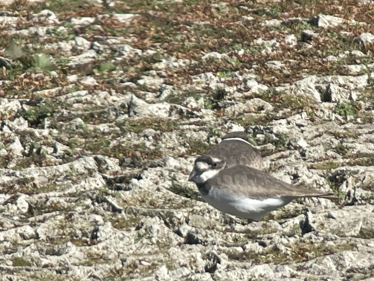 Пісочник усурійський - ML645982791