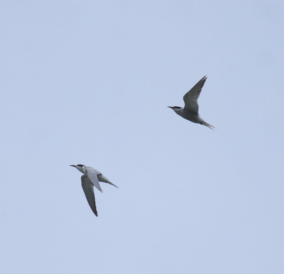 Крячок річковий - ML645982794