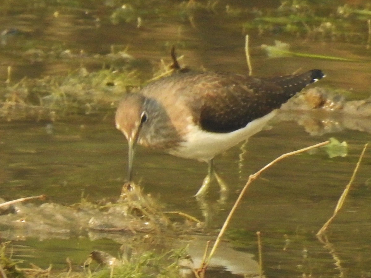 Коловодник лісовий - ML645982797
