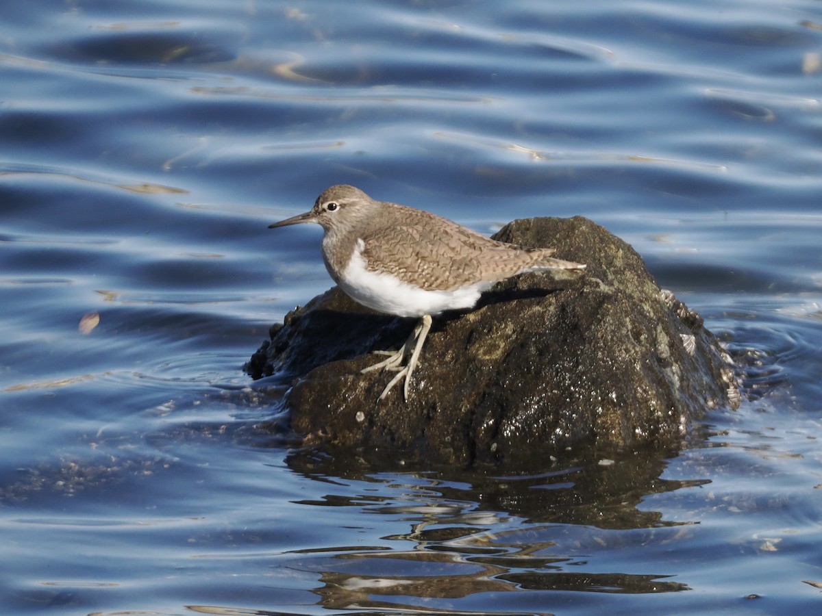 Набережник палеарктичний - ML645982801