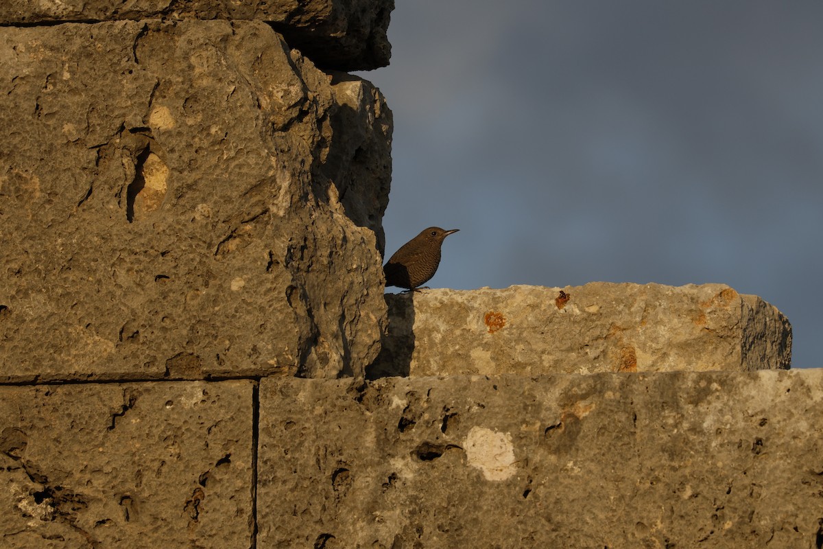 Скеляр синій - ML645982802