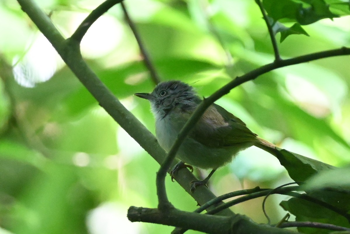 Торо-крихітка - ML645982803