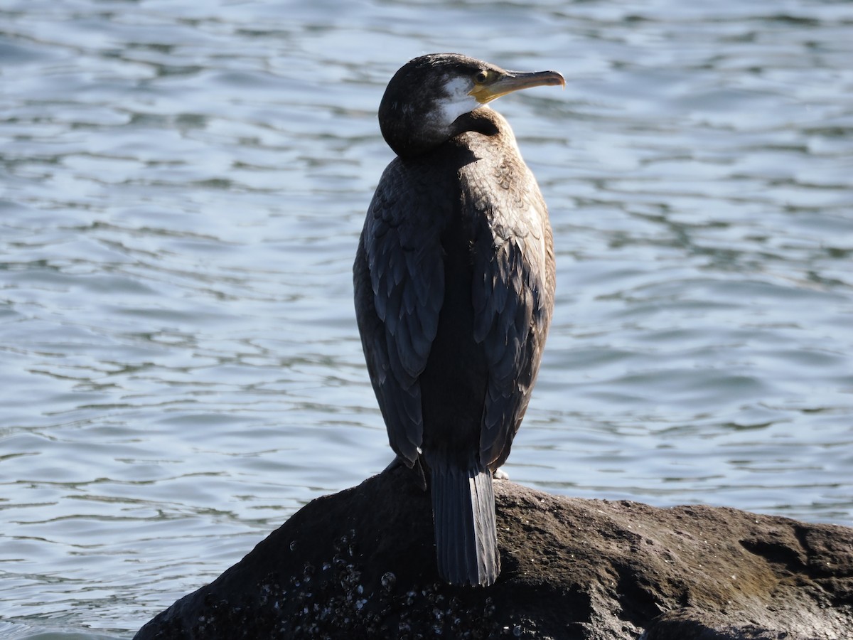 Баклан японський - ML645982804