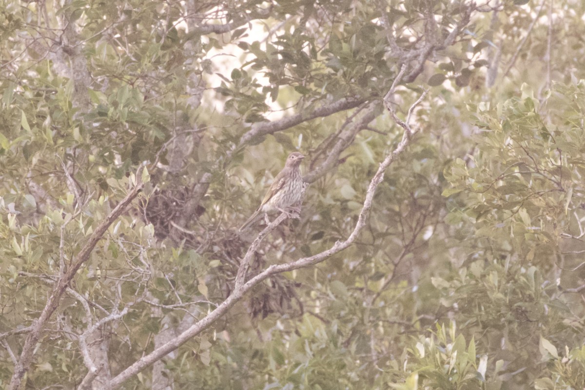 Australasian Figbird (Green) - ML645982805