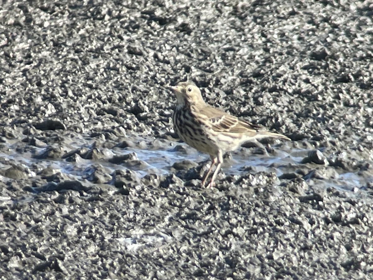 Щеврик японський - ML645982806