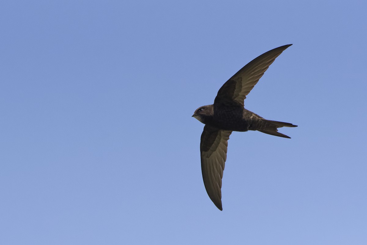 Серпокрилець чорний - ML645982809