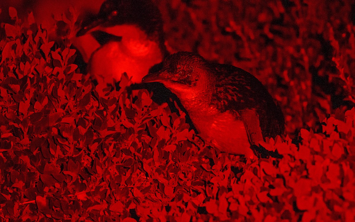 Little Penguin - ML645982815