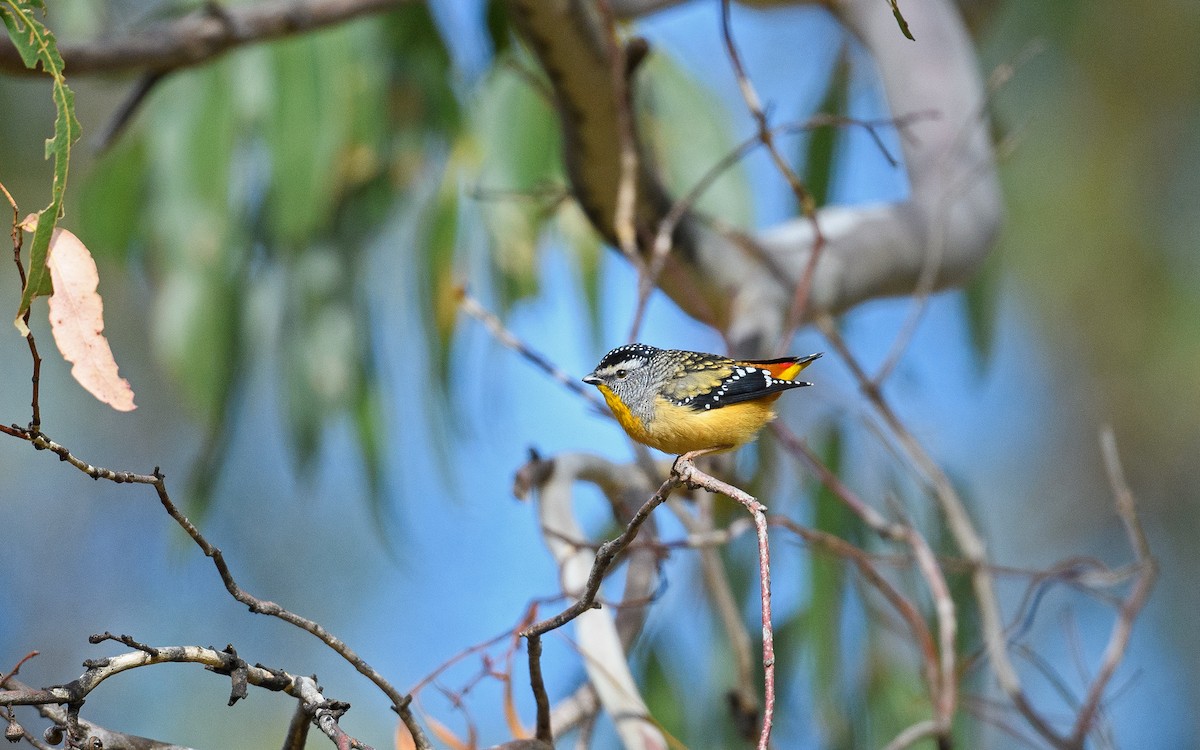 Spotted Pardalote (Spotted) - ML645982818