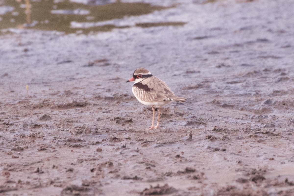 Black-fronted Dotterel - ML645982819
