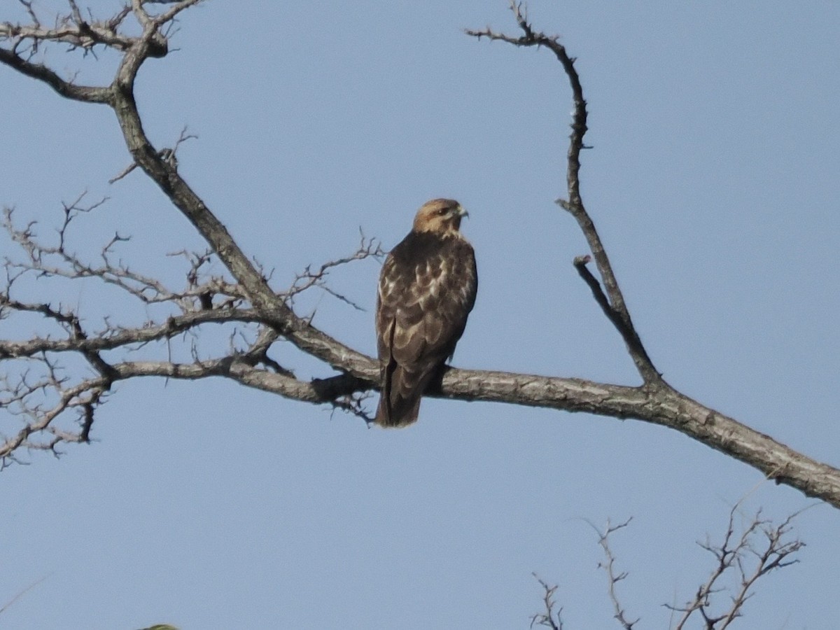 Канюк східний - ML645982821
