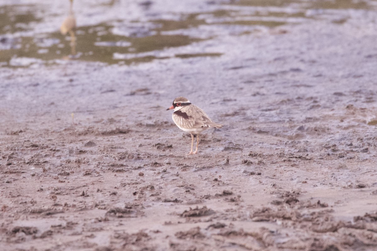 Пісочник чорнолобий - ML645982830