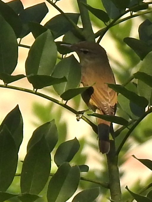 קנית אפריקנית - ML645982834