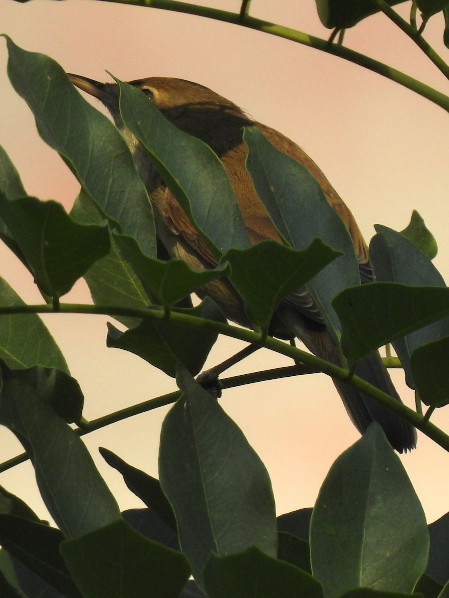 Очеретянка південна - ML645982835