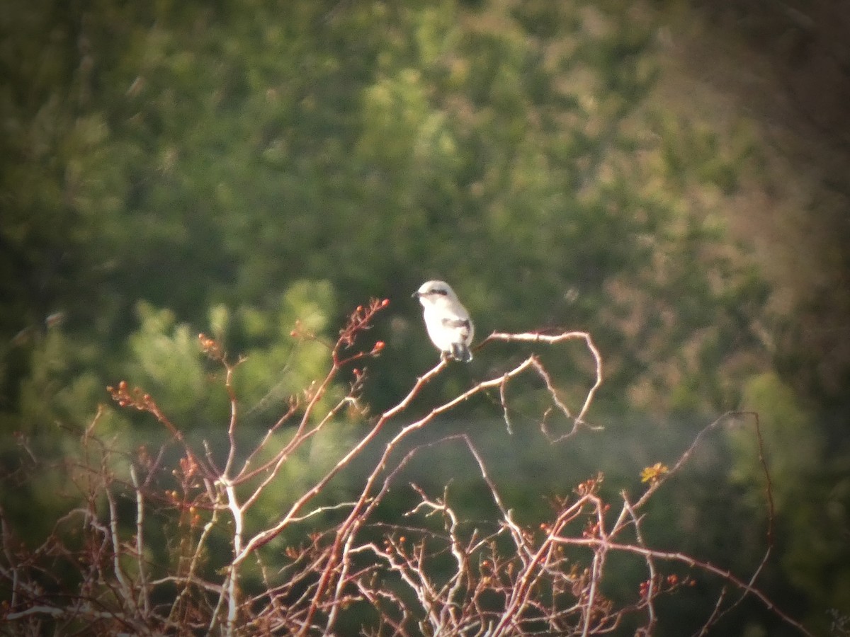 Сорокопуд північний - ML645982837