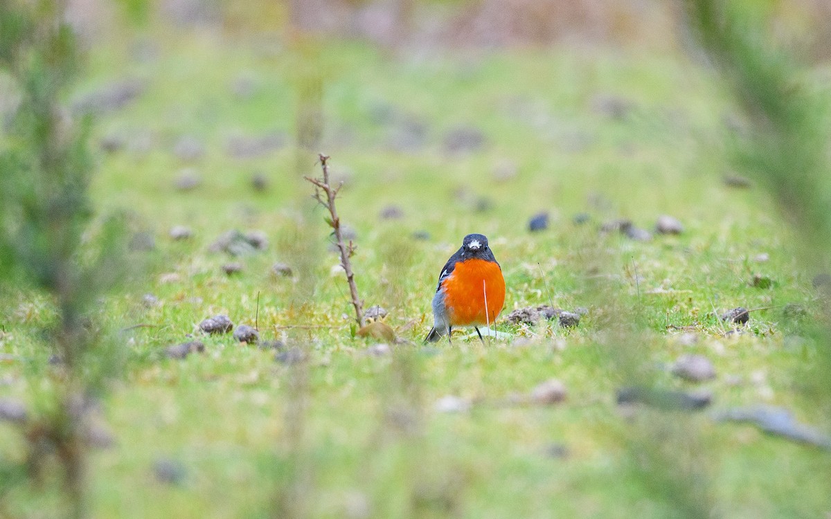 Тоутоваї вогнистий - ML645982838