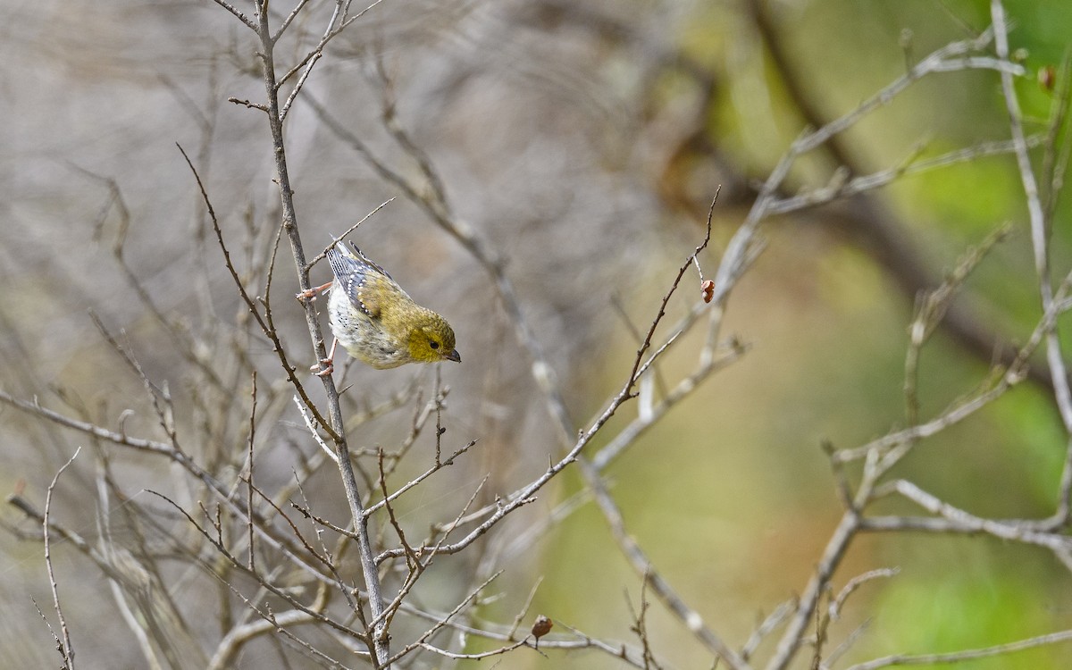 Діамантниця тасманійська - ML645982841