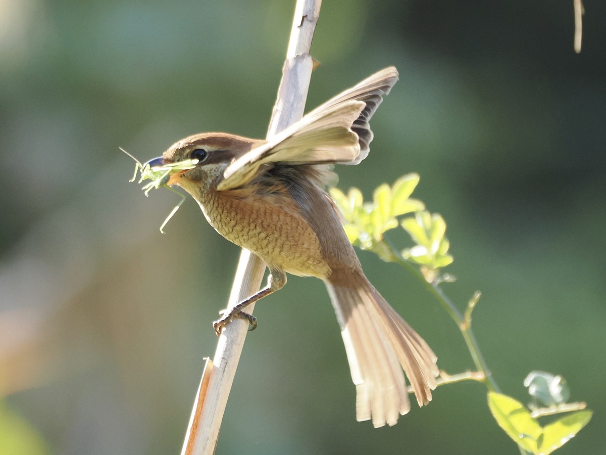 Сорокопуд японський - ML645982843