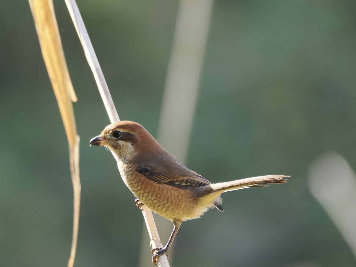 Сорокопуд японський - ML645982844