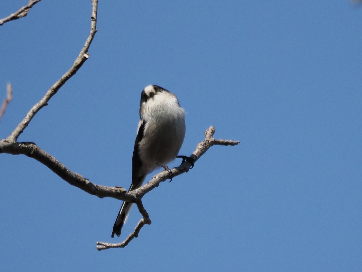 Синиця довгохвоста - ML645982845