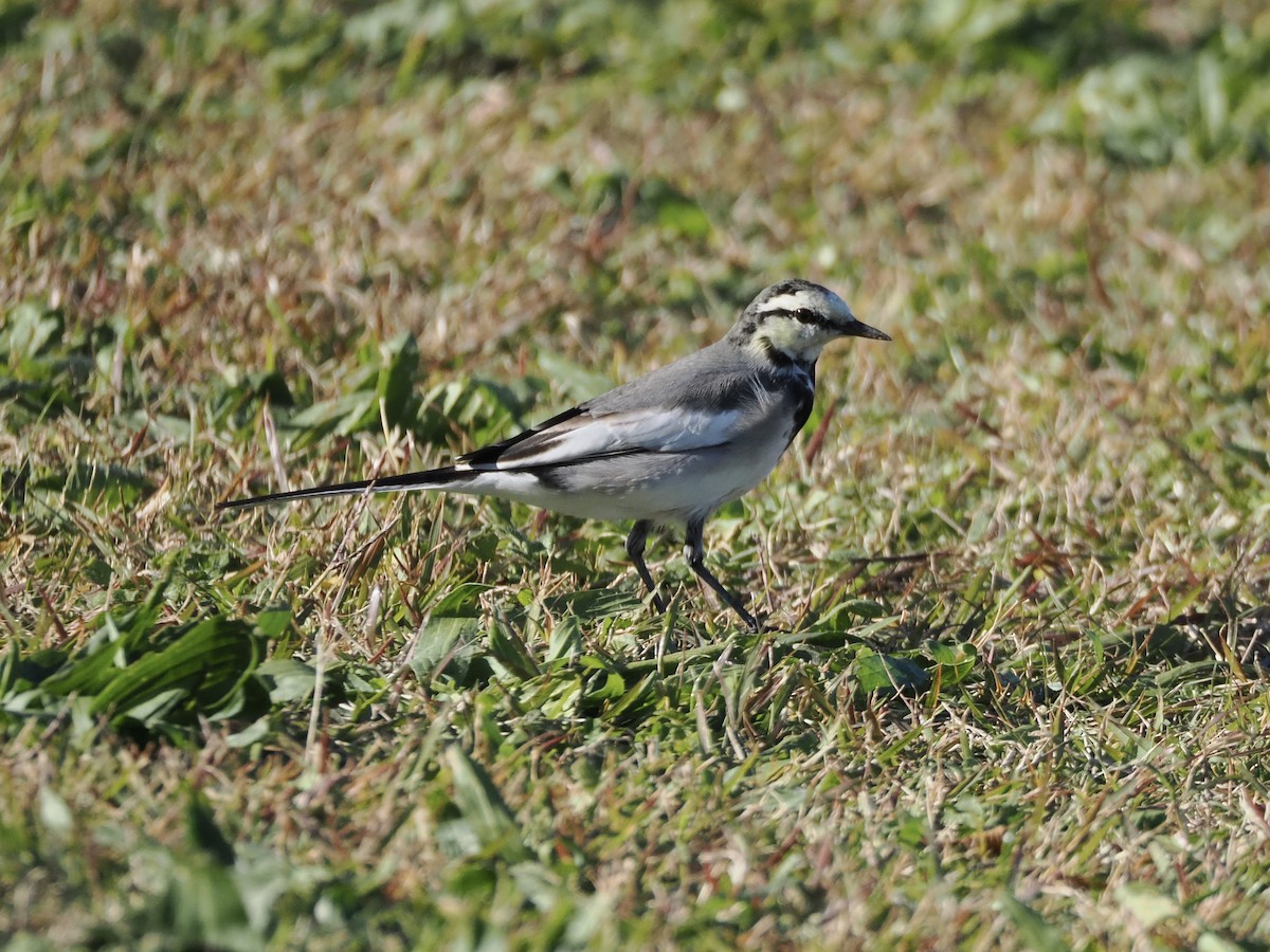 Плиска біла - ML645982846