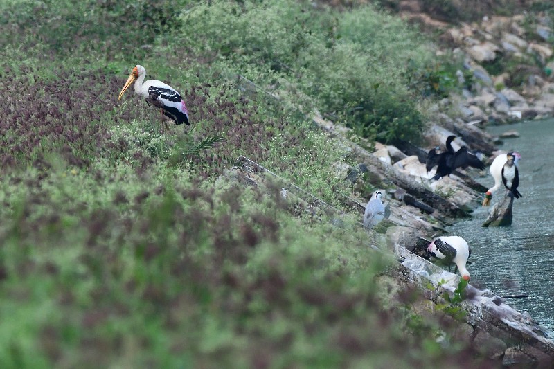 Лелека-тантал індійський - ML645982847