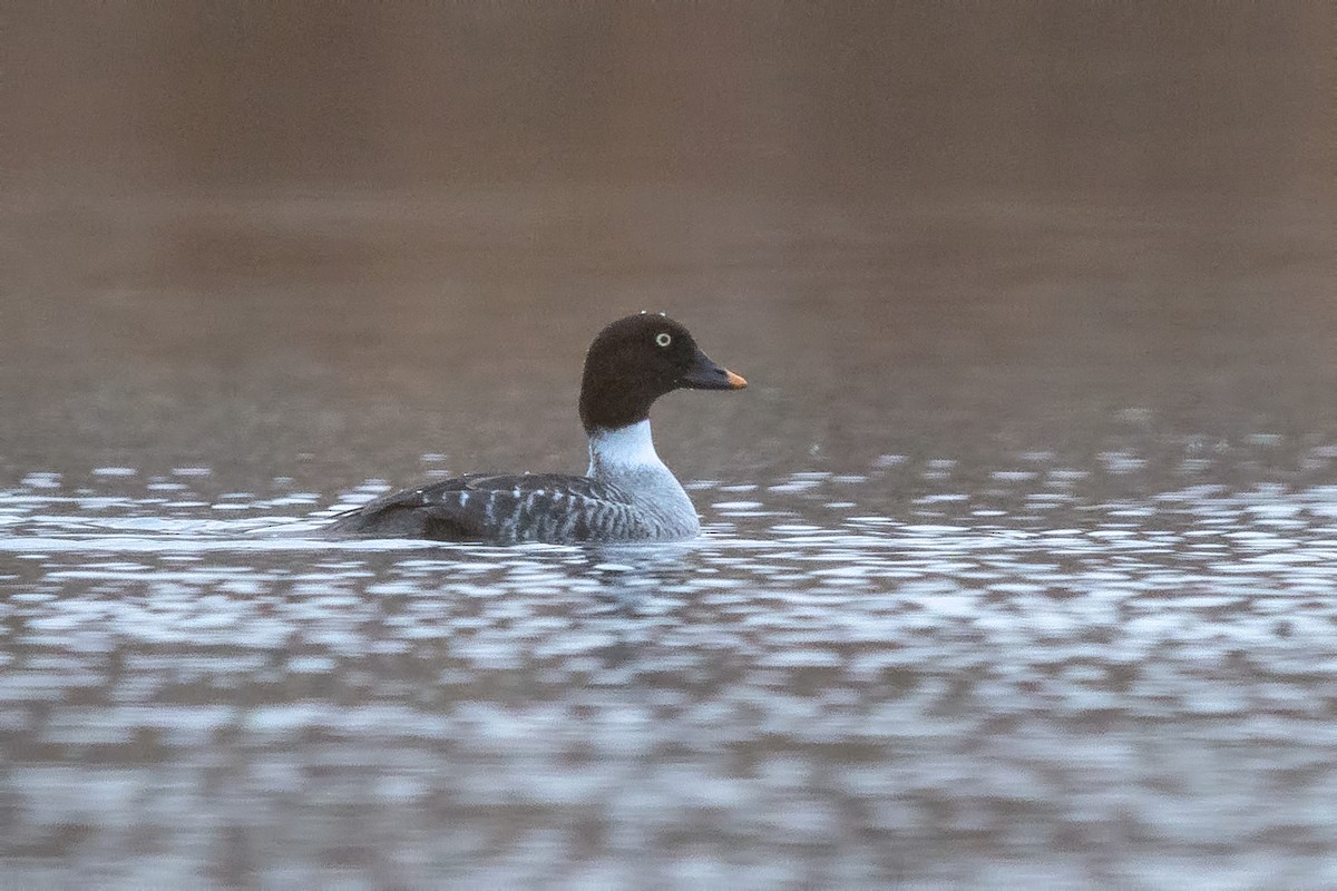 Гоголь зеленоголовий - ML645982848