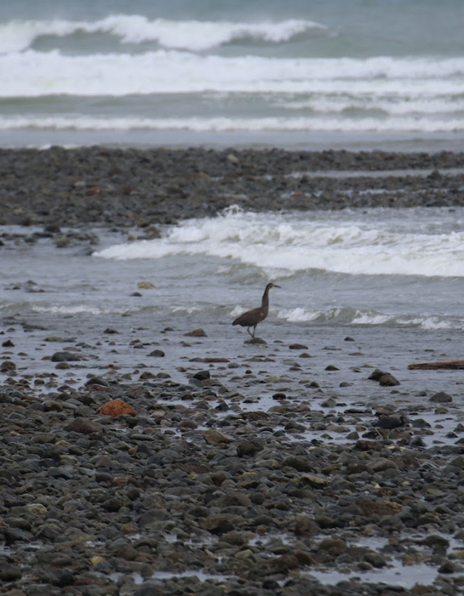 Бушля мексиканська - ML645982849