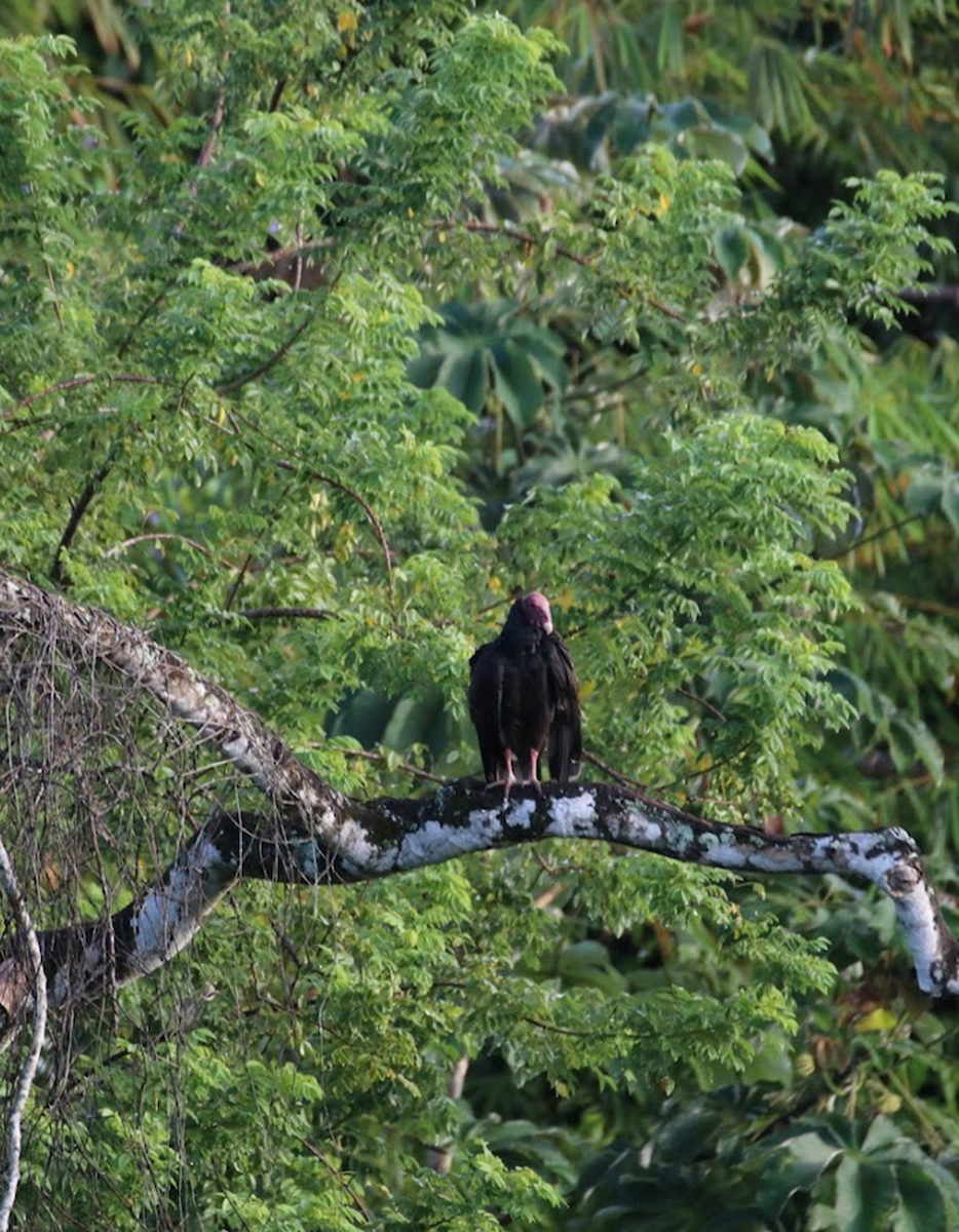 Катарта червоноголова - ML645982850