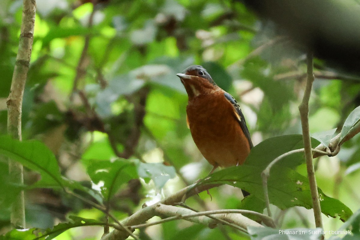 Скеляр білогорлий - ML645982851