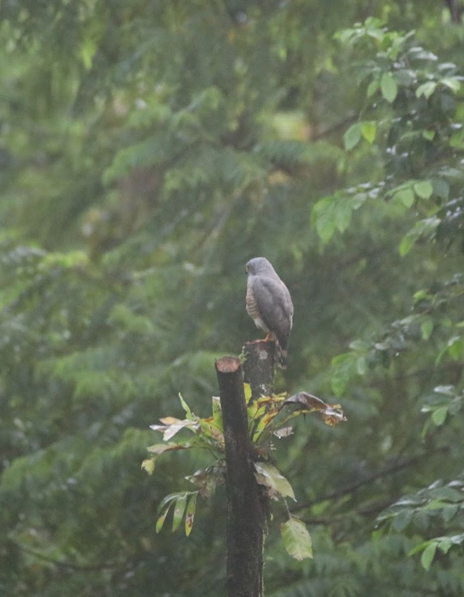 Канюк великодзьобий - ML645982852