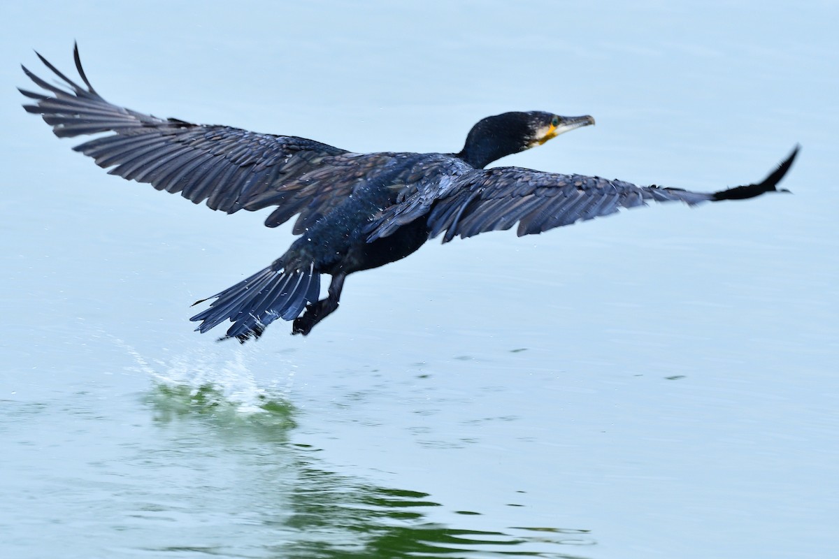 Баклан великий - ML645982853